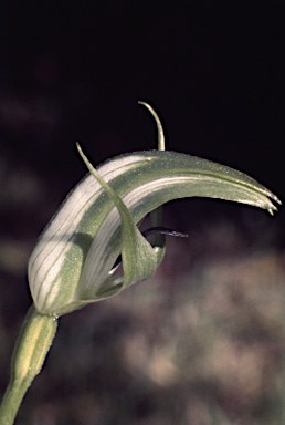 APII jpeg image of Pterostylis monticola  © contact APII