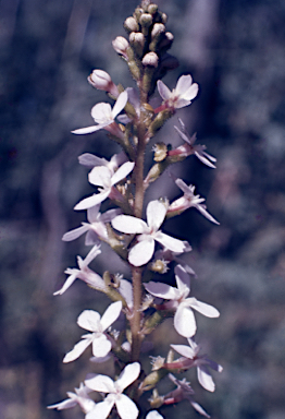 APII jpeg image of Stylidium graminifolium  © contact APII