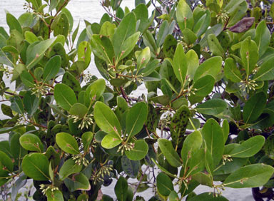 APII jpeg image of Aegiceras corniculatum  © contact APII