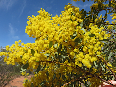 APII jpeg image of Acacia decora  © contact APII