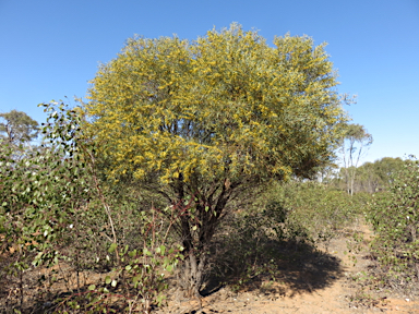 APII jpeg image of Acacia melvillei  © contact APII