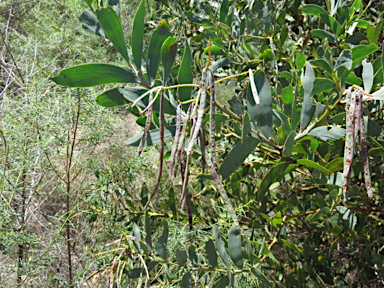 APII jpeg image of Acacia pycnostachya  © contact APII