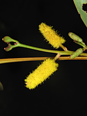 APII jpeg image of Acacia umbellata  © contact APII