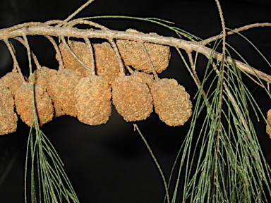 APII jpeg image of Allocasuarina torulosa  © contact APII