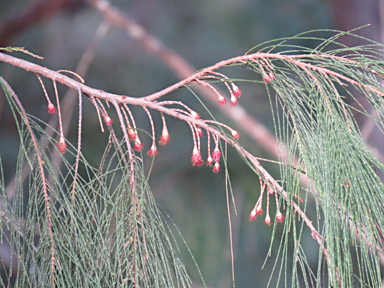 APII jpeg image of Allocasuarina torulosa  © contact APII