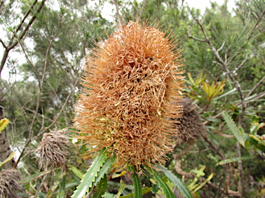 APII jpeg image of Banksia aemula  © contact APII