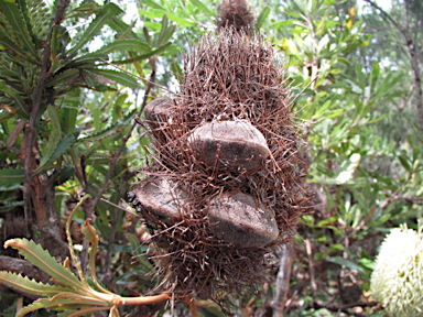 APII jpeg image of Banksia aemula  © contact APII