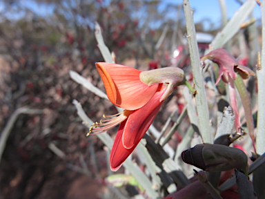 APII jpeg image of Bossiaea walkeri  © contact APII