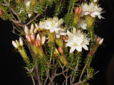 APII jpeg image of Calytrix tetragona  © contact APII