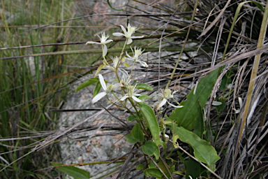 APII jpeg image of Clematis glycinoides  © contact APII