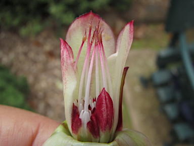 APII jpeg image of Darwinia macrostegia  © contact APII