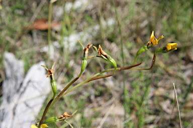 APII jpeg image of Diuris chrysantha  © contact APII