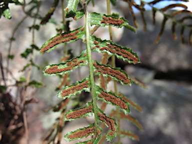 APII jpeg image of Blechnum rupestre  © contact APII