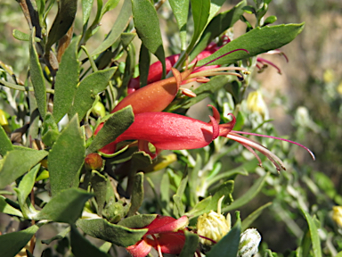 APII jpeg image of Eremophila glabra subsp. glabra  © contact APII