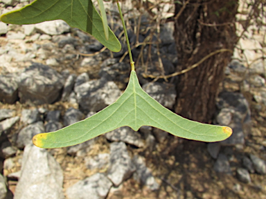 APII jpeg image of Erythrina vespertilio  © contact APII