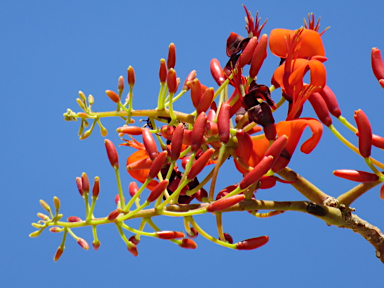 APII jpeg image of Erythrina vespertilio  © contact APII