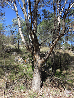 APII jpeg image of Eucalyptus blakelyi  © contact APII