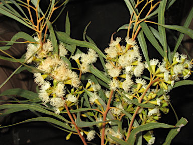 APII jpeg image of Eucalyptus odorata  © contact APII