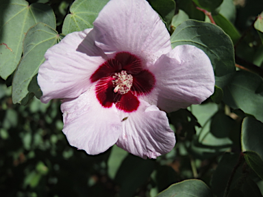 APII jpeg image of Gossypium sturtianum  © contact APII