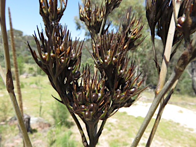 APII jpeg image of Haemodorum planifolium  © contact APII