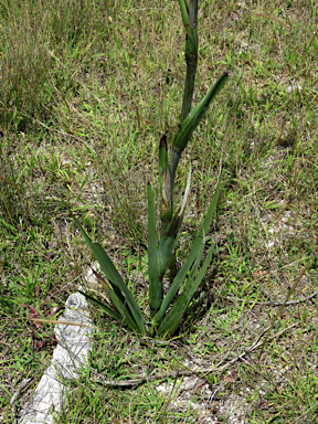 APII jpeg image of Haemodorum planifolium  © contact APII