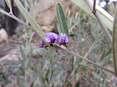 APII jpeg image of Hovea apiculata  © contact APII