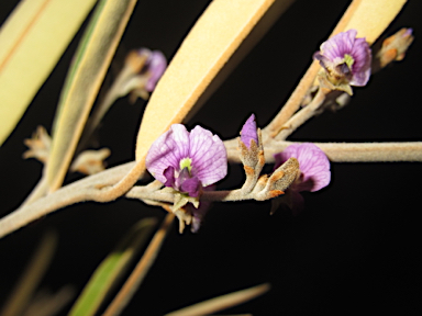 APII jpeg image of Hovea apiculata  © contact APII