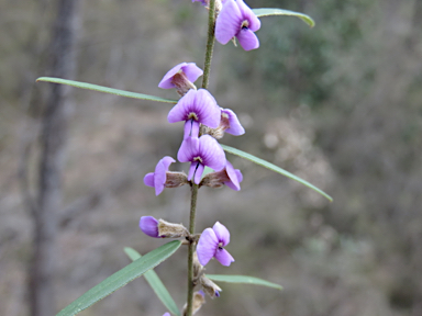 APII jpeg image of Hovea heterophylla  © contact APII