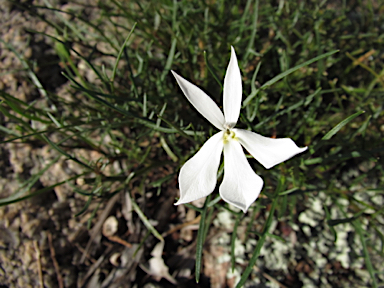 APII jpeg image of Isotoma axillaris  © contact APII