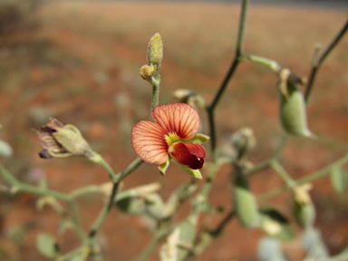 APII jpeg image of Isotropis atropurpurea  © contact APII