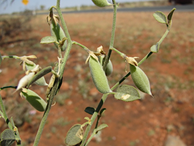 APII jpeg image of Isotropis atropurpurea  © contact APII