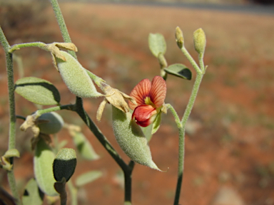 APII jpeg image of Isotropis atropurpurea  © contact APII