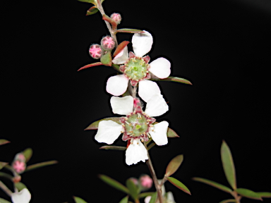 APII jpeg image of Leptospermum brevipes  © contact APII