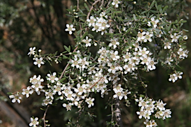 APII jpeg image of Leptospermum brevipes  © contact APII