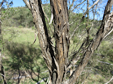 APII jpeg image of Leptospermum microcarpum  © contact APII