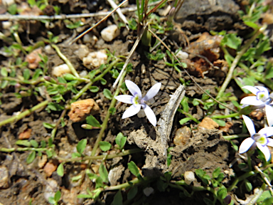 APII jpeg image of Lobelia surrepens  © contact APII