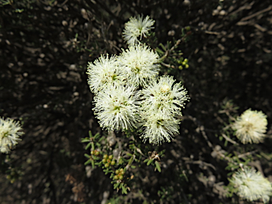 APII jpeg image of Melaleuca pauperiflora  © contact APII