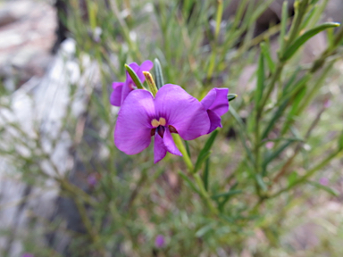 APII jpeg image of Mirbelia speciosa  © contact APII