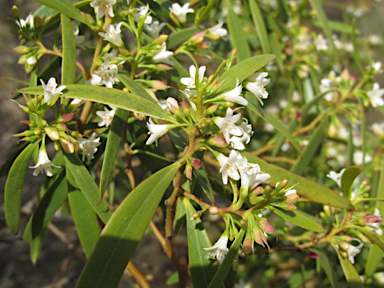 APII jpeg image of Myoporum platycarpum  © contact APII