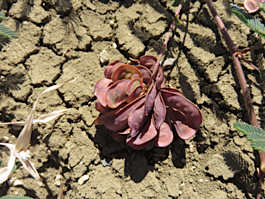 APII jpeg image of Neptunia gracilis  © contact APII