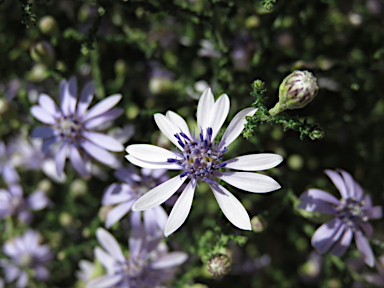 APII jpeg image of Olearia ramosissima  © contact APII