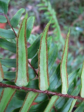 APII jpeg image of Pellaea falcata  © contact APII