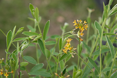 APII jpeg image of Pimelea curviflora var. divergens  © contact APII