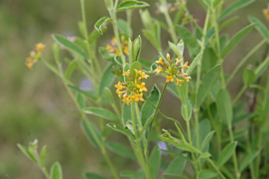 APII jpeg image of Pimelea curviflora var. divergens  © contact APII