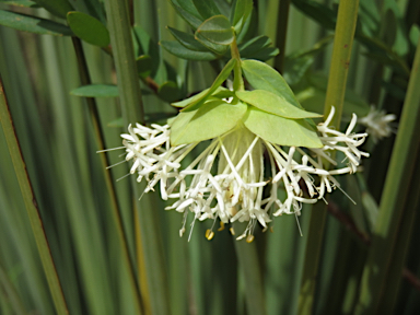 APII jpeg image of Pimelea macrostegia  © contact APII