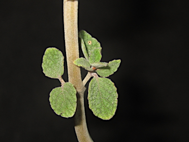 APII jpeg image of Plectranthus suaveolens  © contact APII