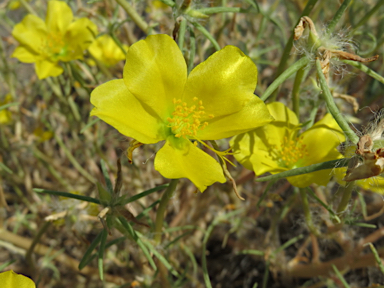 APII jpeg image of Portulaca sp. Rockhampton Downs (S.T.Blake17854)  © contact APII