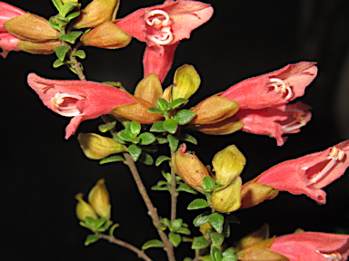 APII jpeg image of Prostanthera calycina  © contact APII