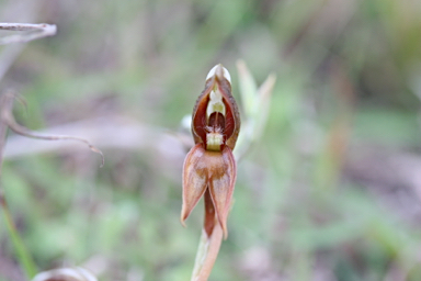 APII jpeg image of Pterostylis rufa  © contact APII