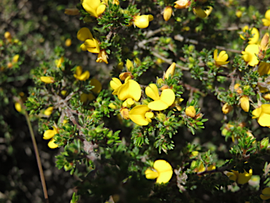 APII jpeg image of Pultenaea tenuifolia  © contact APII